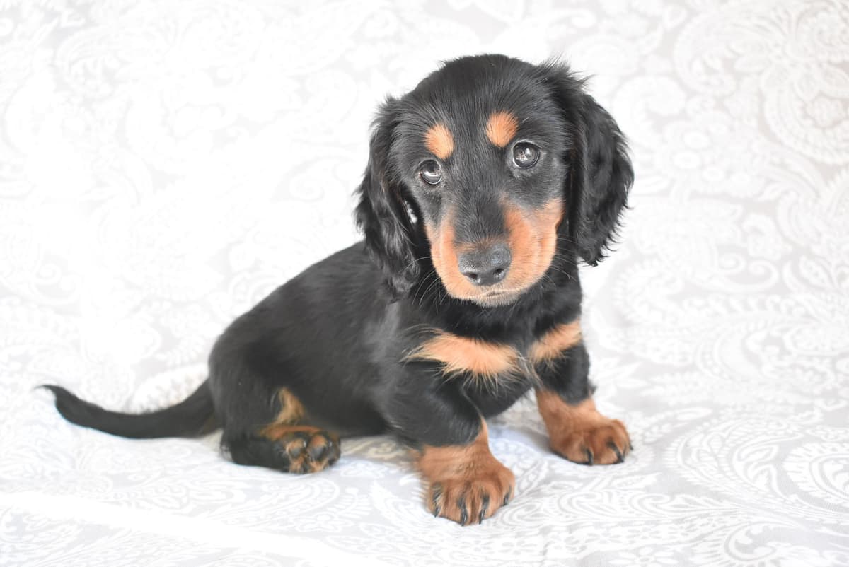 Dachshund Puppies breeder image 13