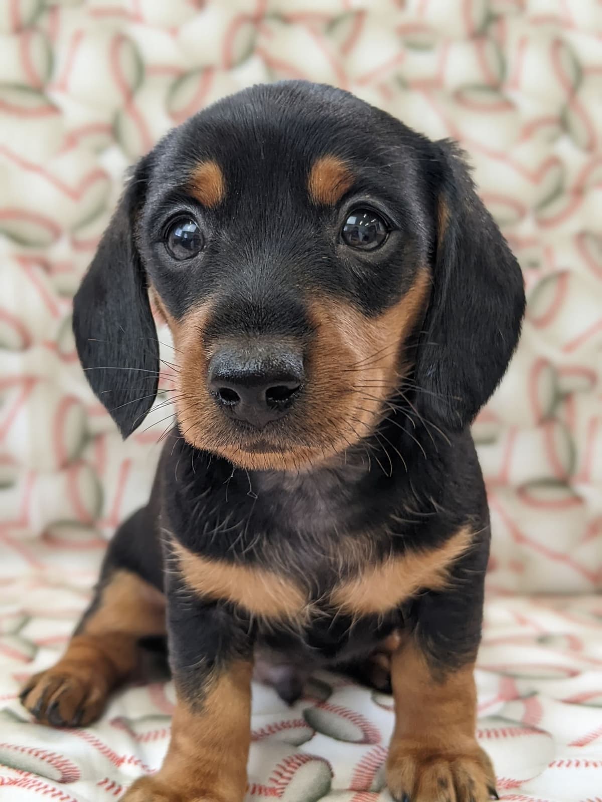 Dachshund Puppies breeder image 7