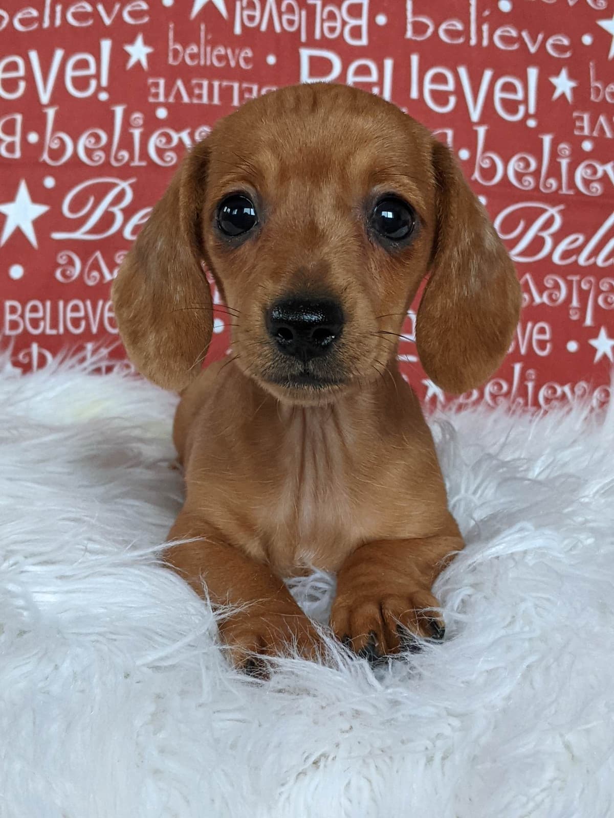 Dachshund Puppies breeder image 17