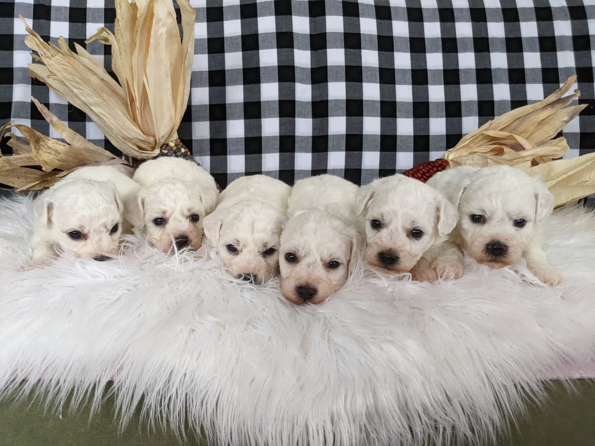 Dachshund Puppies breeder image 18