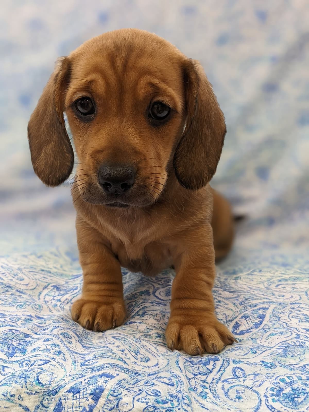 Dachshund Puppies breeder image 15