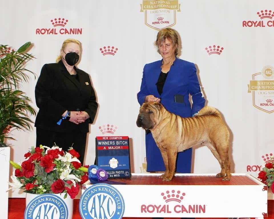 Chinese Shar-Pei Puppies breeder image 1