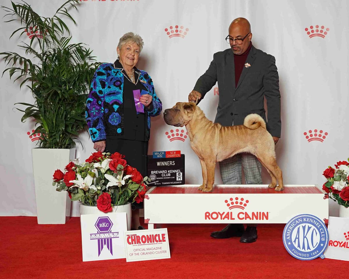 Chinese Shar-Pei Puppies breeder image 2