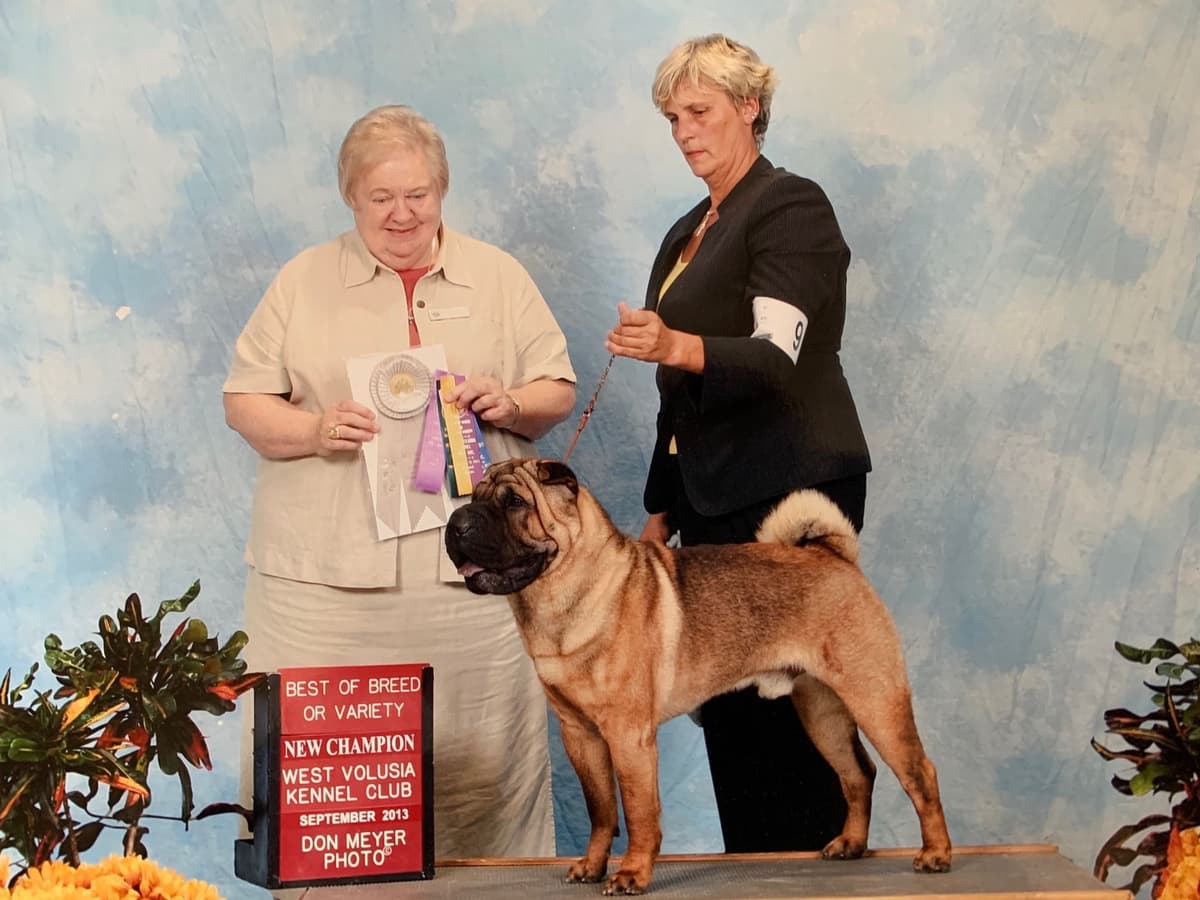 Chinese Shar-Pei Puppies breeder image 3