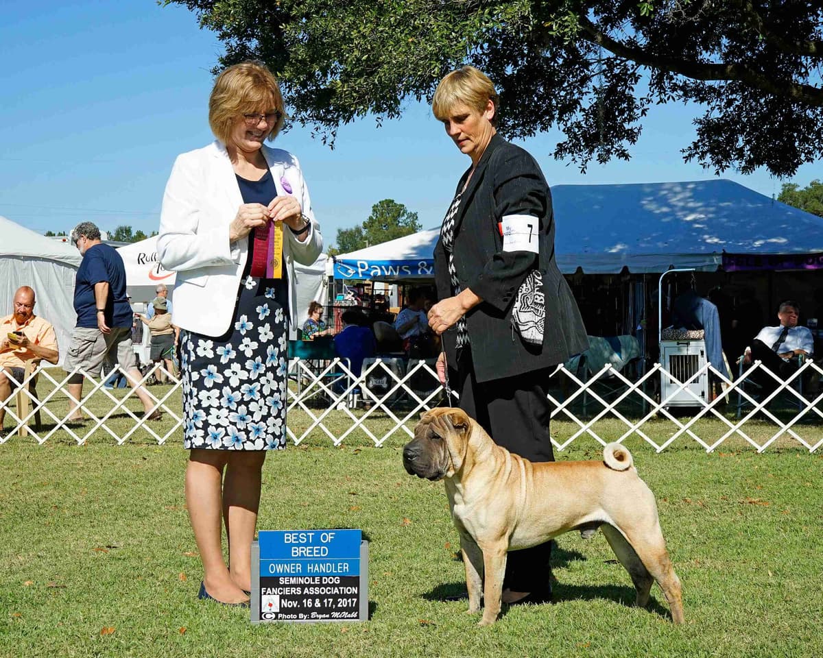 Chinese Shar-Pei Puppies breeder image 4
