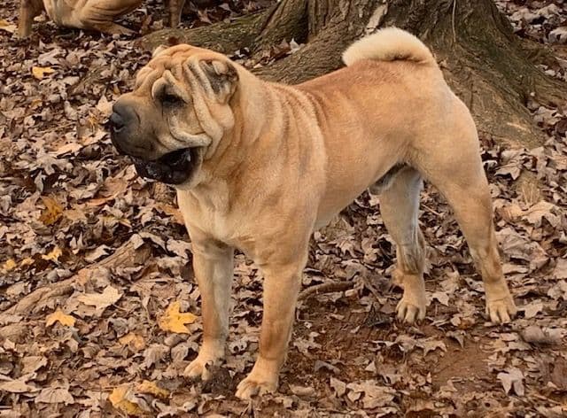 Chinese Shar-Pei Puppies breeder image 5