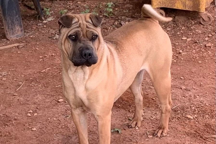 Chinese Shar-Pei Puppies breeder image 6