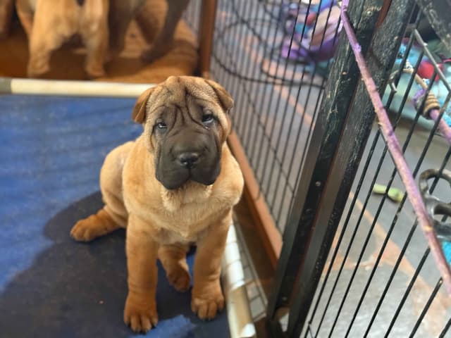 Chinese Shar-Pei Puppies media 2