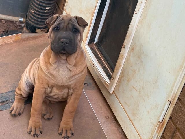 Chinese Shar-Pei Puppies media 3