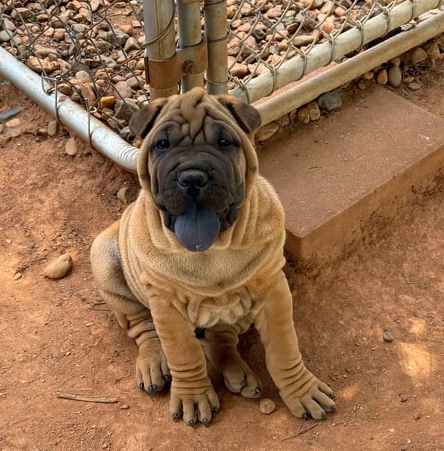 Chinese Shar-Pei Puppies media 4