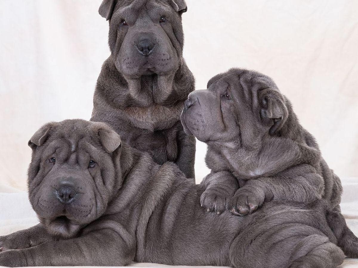 Chinese Shar-Pei Puppies breeder image 4