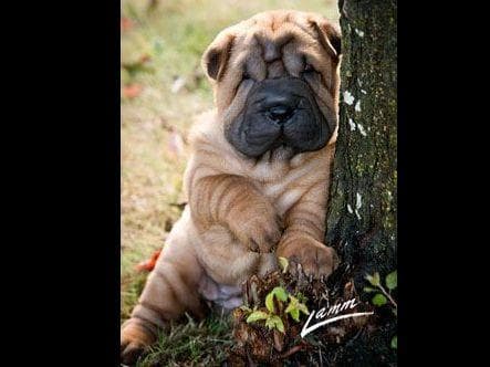 Chinese Shar-Pei Puppies breeder image 3