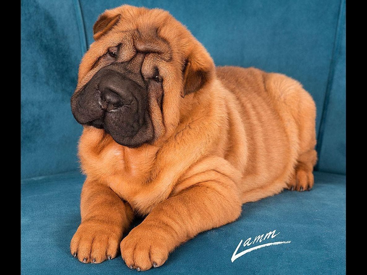 Chinese Shar-Pei Puppies breeder image 5