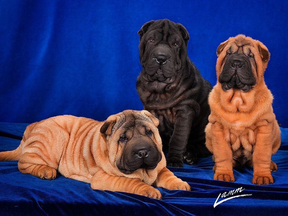 Chinese Shar-Pei Puppies breeder image 6