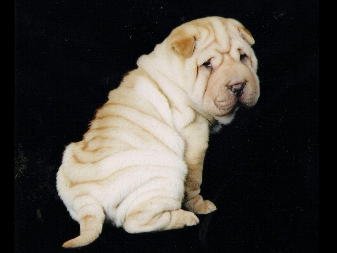 Chinese Shar-Pei Puppies breeder image 7