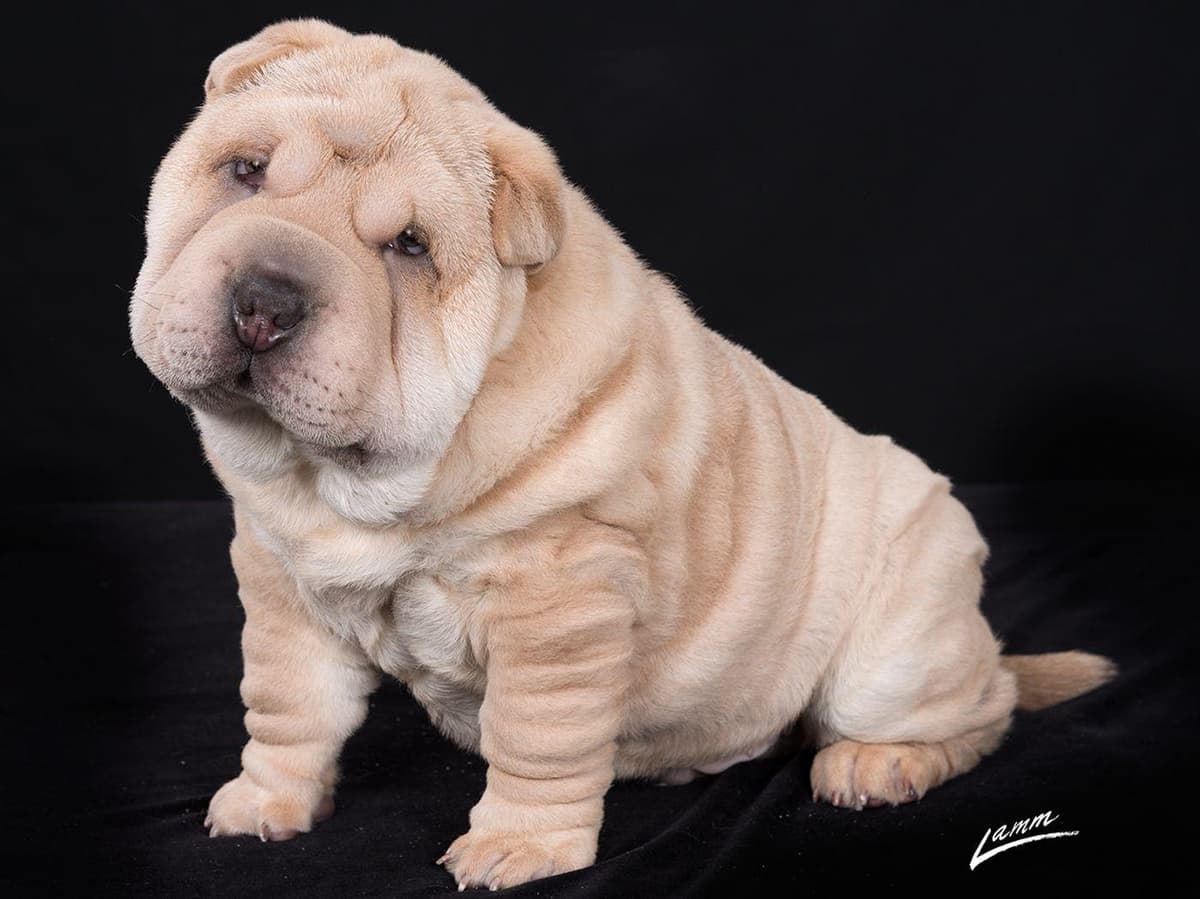 Chinese Shar-Pei Puppies breeder image 8