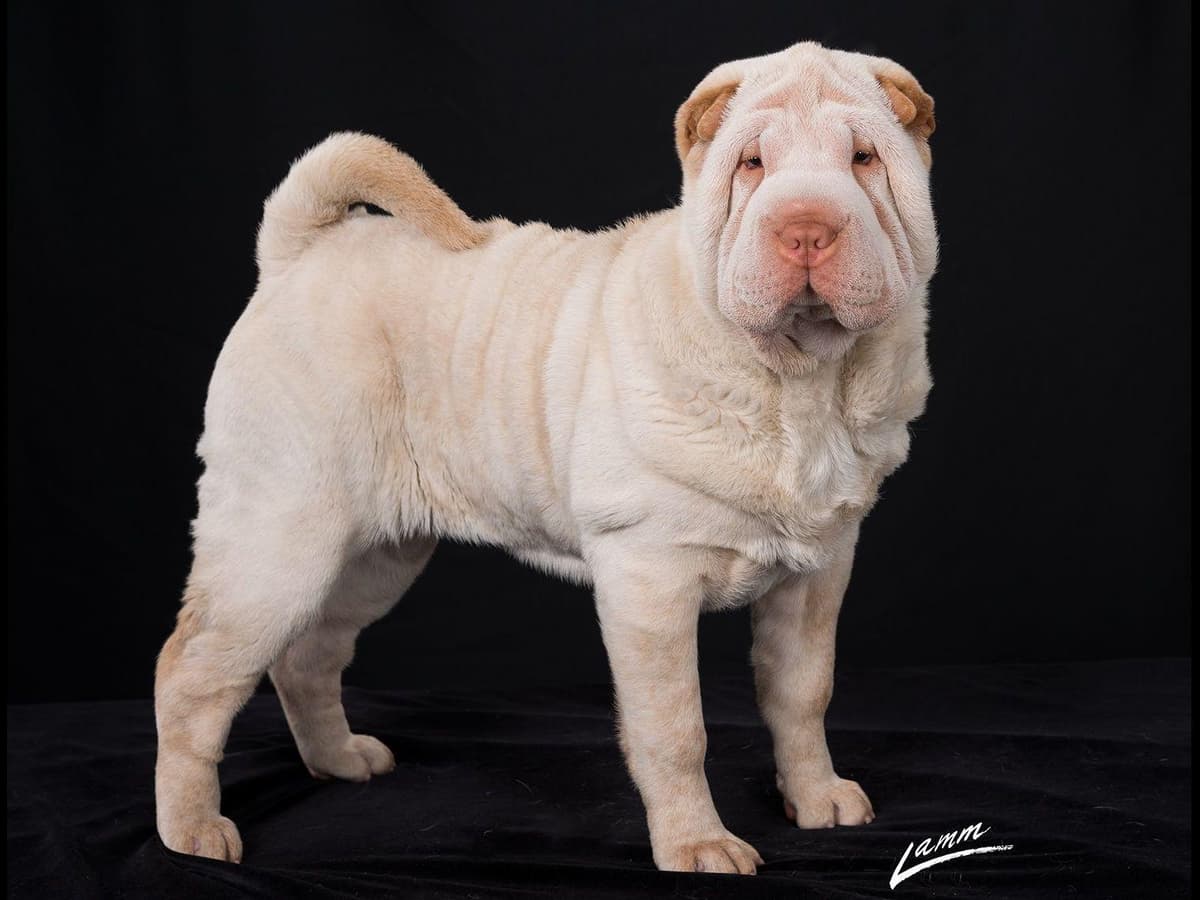 Chinese Shar-Pei Puppies breeder image 9