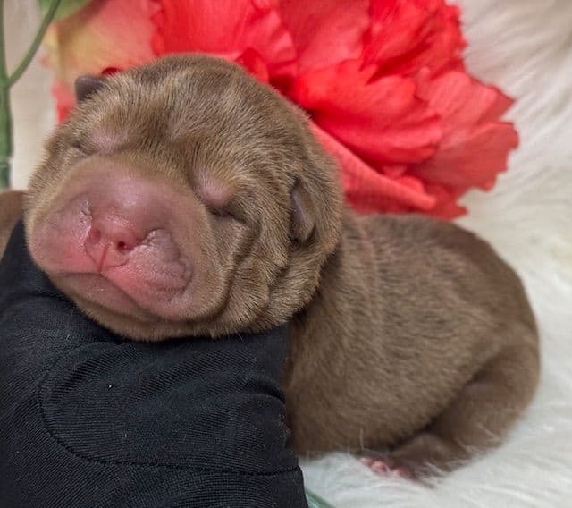 Chinese Shar-Pei Puppies media 2