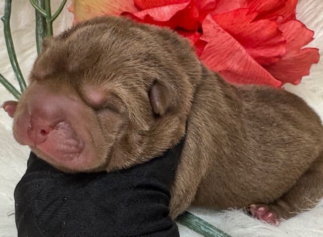 Chinese Shar-Pei Puppies media 3