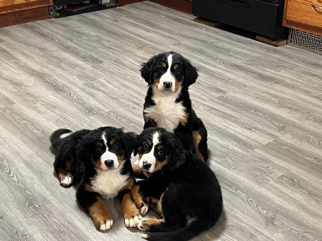 Bernese Mountain Dog Puppies breeder image 1