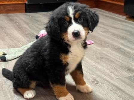 Bernese Mountain Dog Puppies breeder image 3