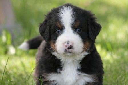 Bernese Mountain Dog Puppies media 2