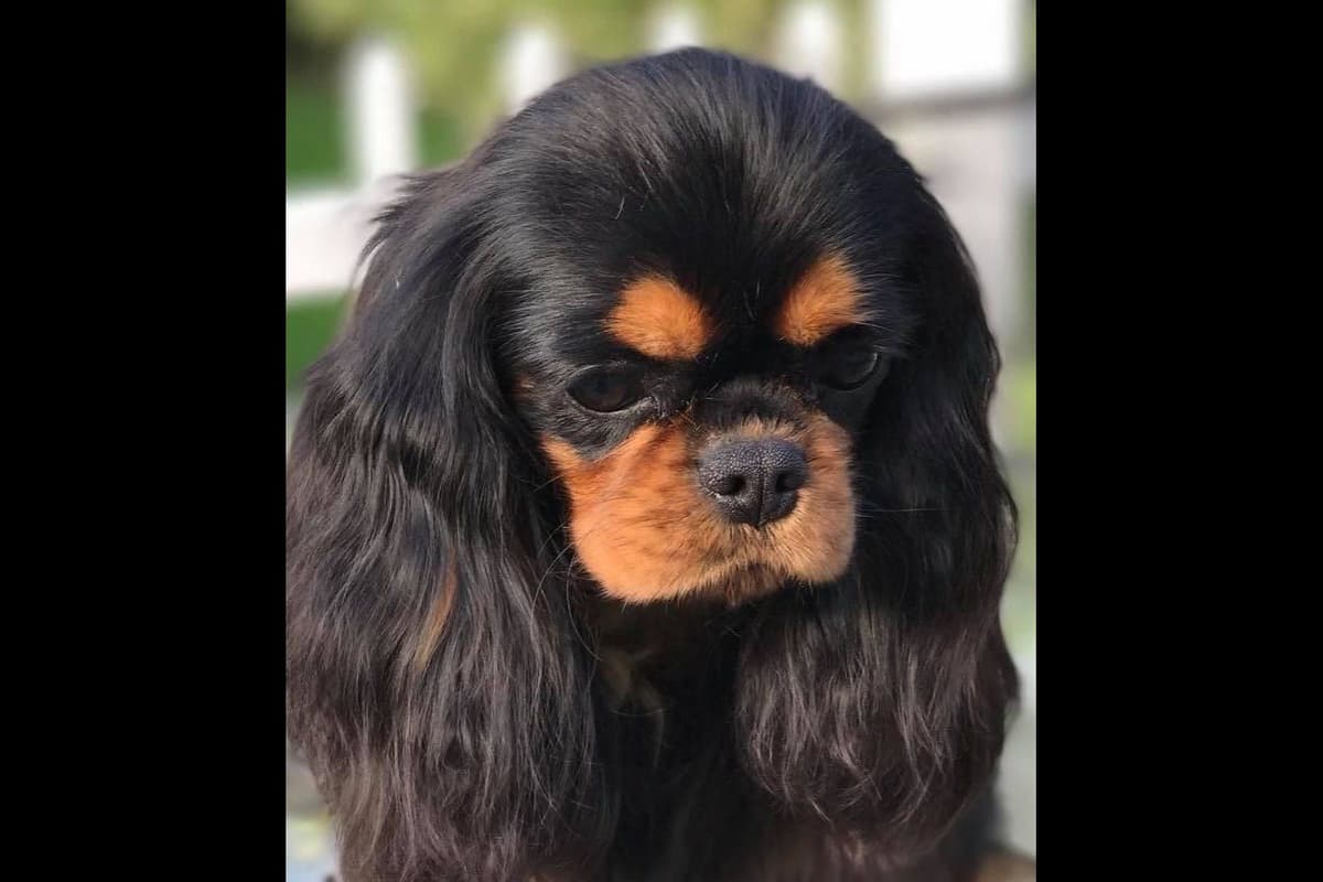 English Toy Spaniel Blenhiem and Prince Charles Puppies breeder image 1