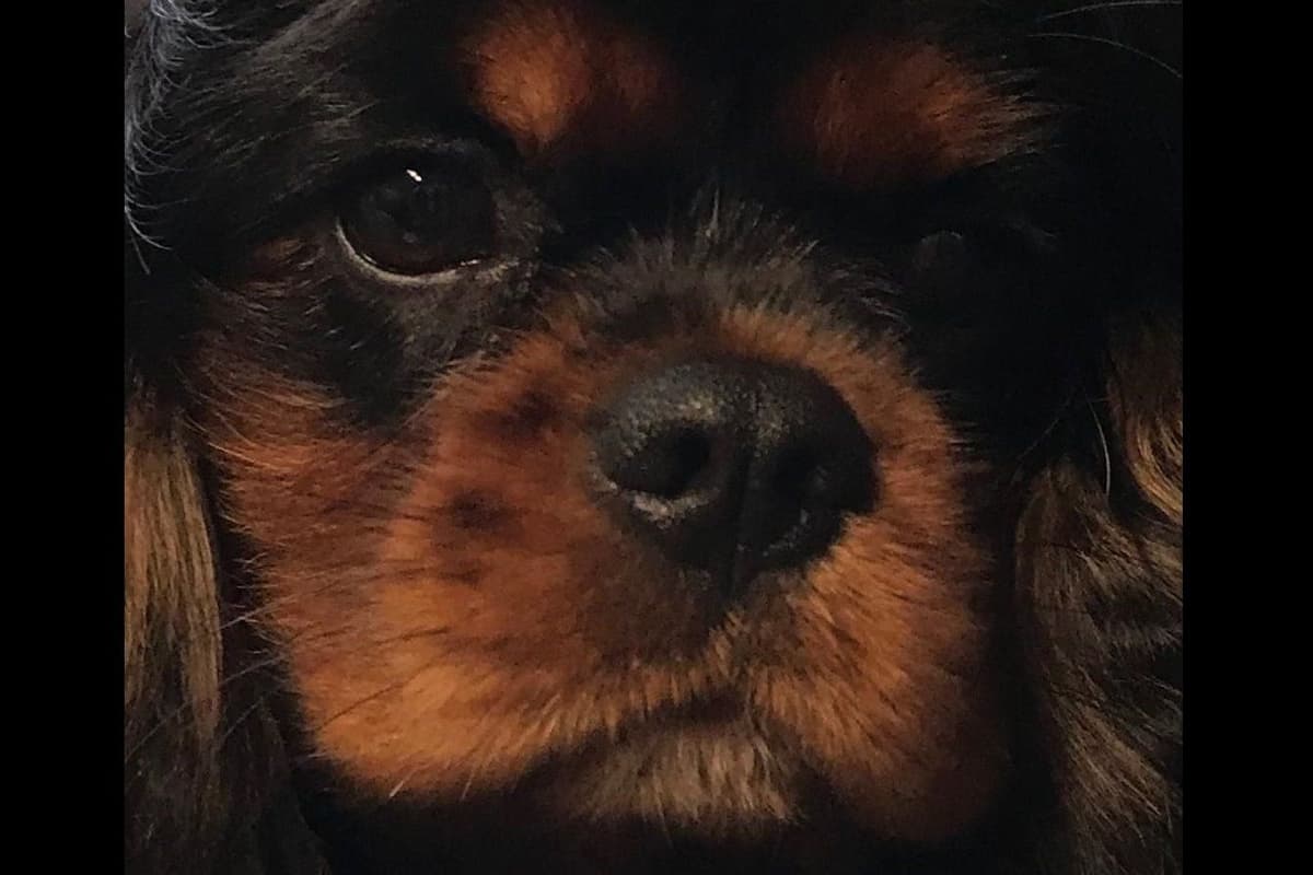 English Toy Spaniel Blenhiem and Prince Charles Puppies breeder image 2