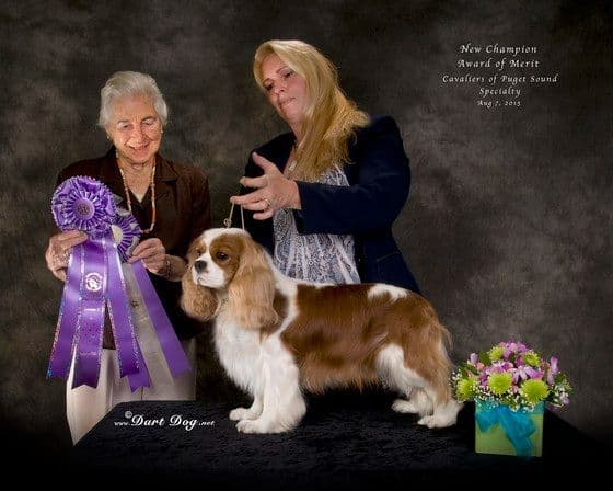 English Toy Spaniel Blenhiem and Prince Charles Puppies breeder image 3