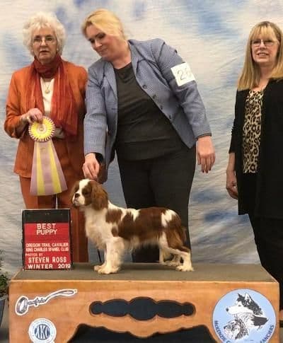 English Toy Spaniel Blenhiem and Prince Charles Puppies breeder image 4