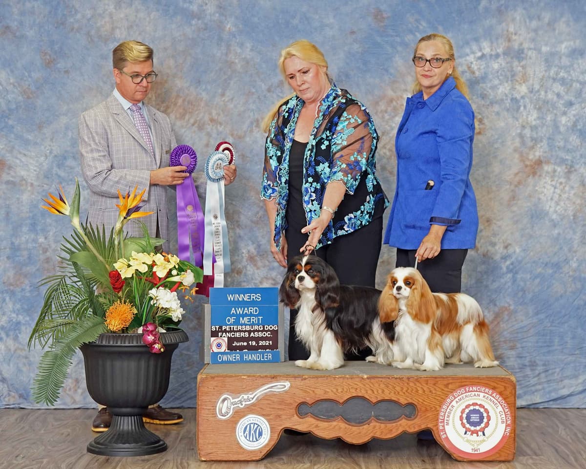 English Toy Spaniel Blenhiem and Prince Charles Puppies breeder image 5