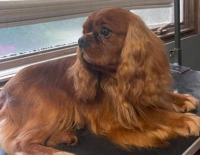 English Toy Spaniel Blenhiem and Prince Charles Puppies breeder image 6