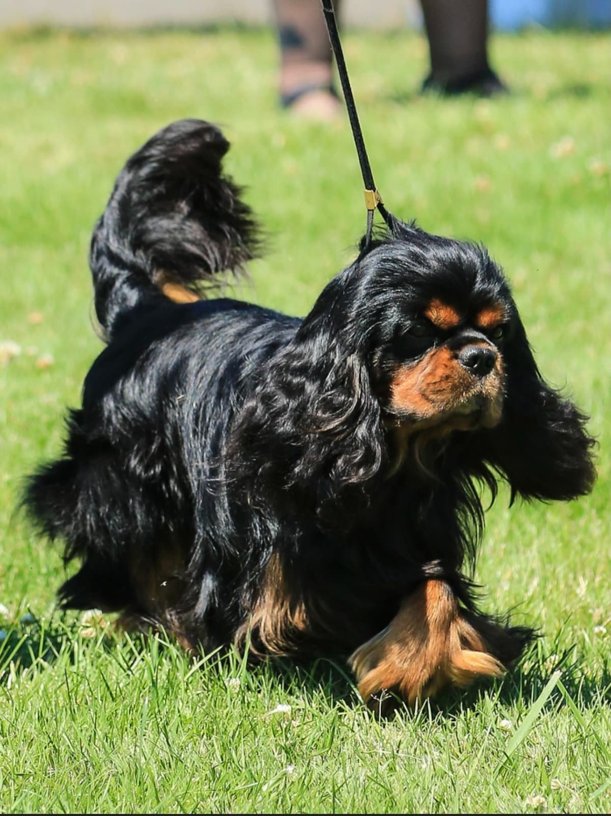 English Toy Spaniel Blenhiem and Prince Charles Puppies breeder image 7