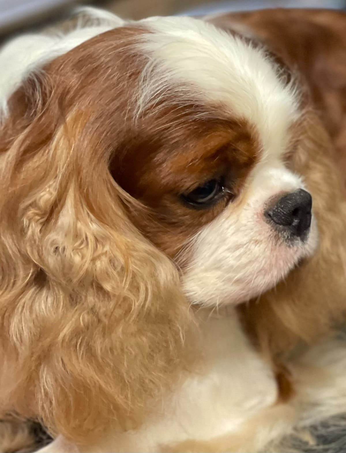 English Toy Spaniel Blenhiem and Prince Charles Puppies breeder image 8