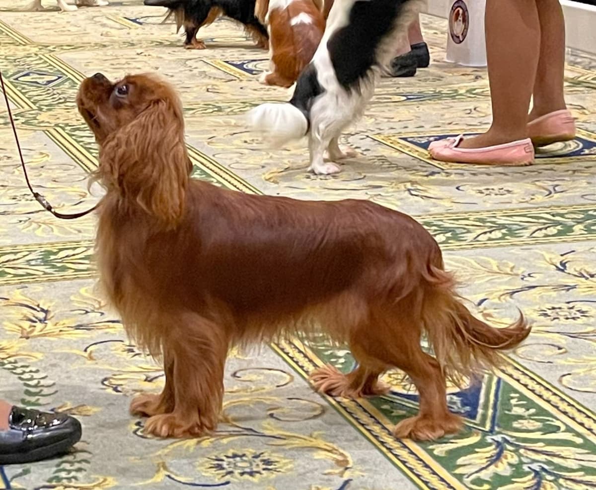 English Toy Spaniel Blenhiem and Prince Charles Puppies breeder image 9