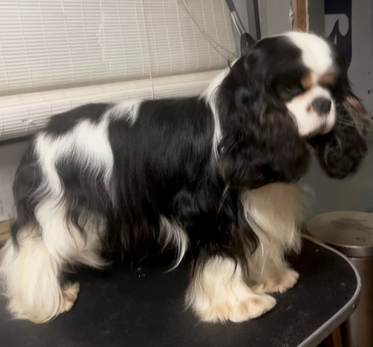 English Toy Spaniel Blenhiem and Prince Charles Puppies breeder image 11