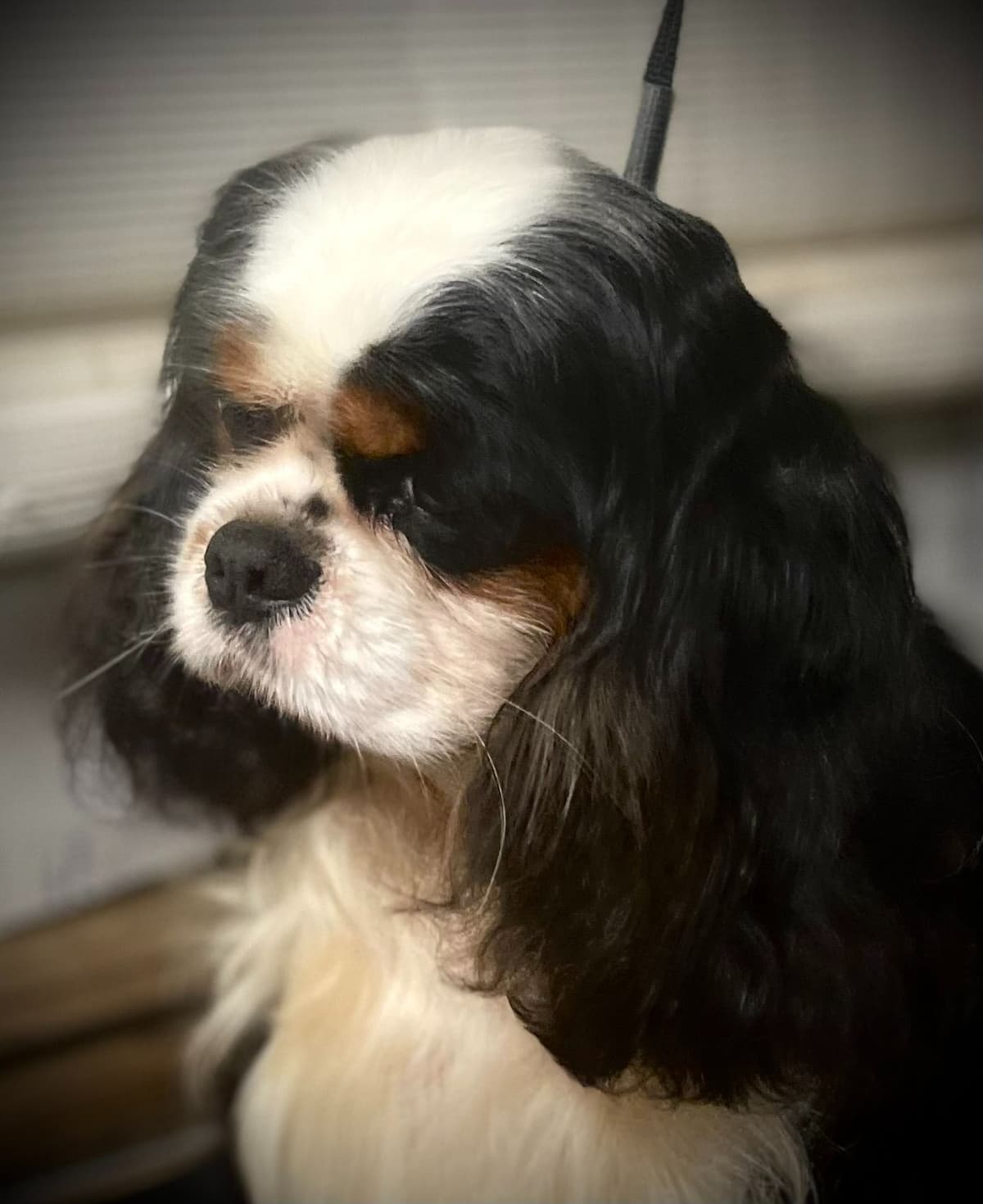 English Toy Spaniel Blenhiem and Prince Charles Puppies breeder image 12