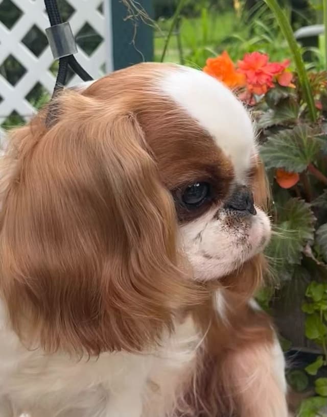 English Toy Spaniel  Blenhiem and Prince Charles  Puppies media 2