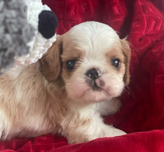 English Toy Spaniel  Blenhiem and Prince Charles  Puppies media 4