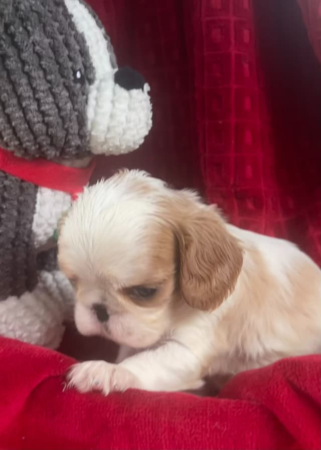 English Toy Spaniel  Blenhiem and Prince Charles  Puppies media 5