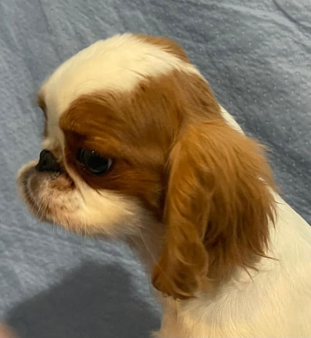 English Toy Spaniel  Blenhiem and Prince Charles  Puppies media 6