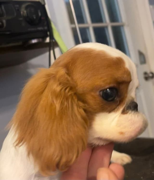 English Toy Spaniel  Blenhiem and Prince Charles  Puppies media 7