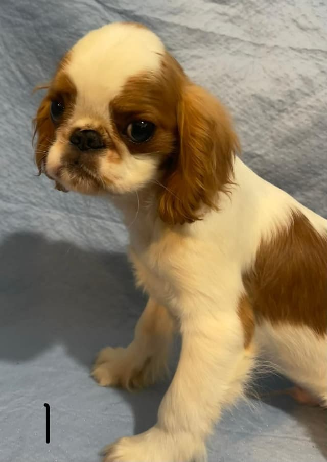 English Toy Spaniel  Blenhiem and Prince Charles  Puppies media 8