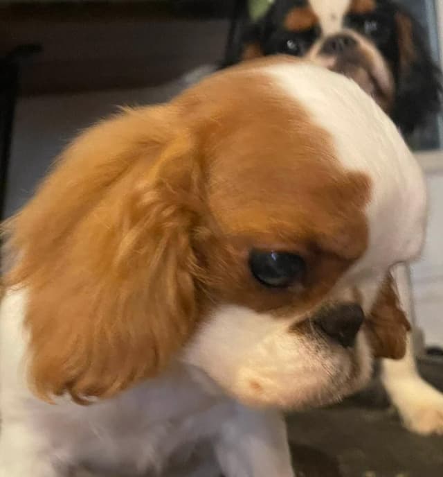 English Toy Spaniel  Blenhiem and Prince Charles  Puppies media 9