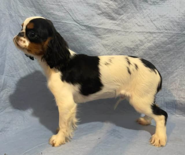 English Toy Spaniel  Blenhiem and Prince Charles  Puppies media 10