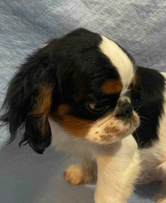 English Toy Spaniel  Blenhiem and Prince Charles  Puppies media 11