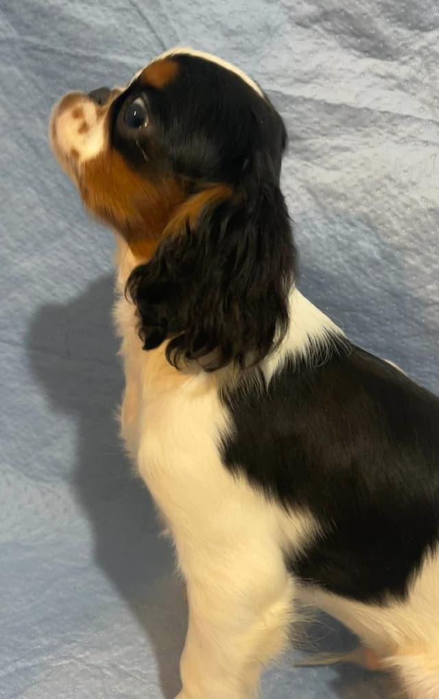 English Toy Spaniel  Blenhiem and Prince Charles  Puppies media 12