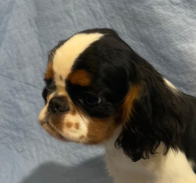 English Toy Spaniel  Blenhiem and Prince Charles  Puppies media 13