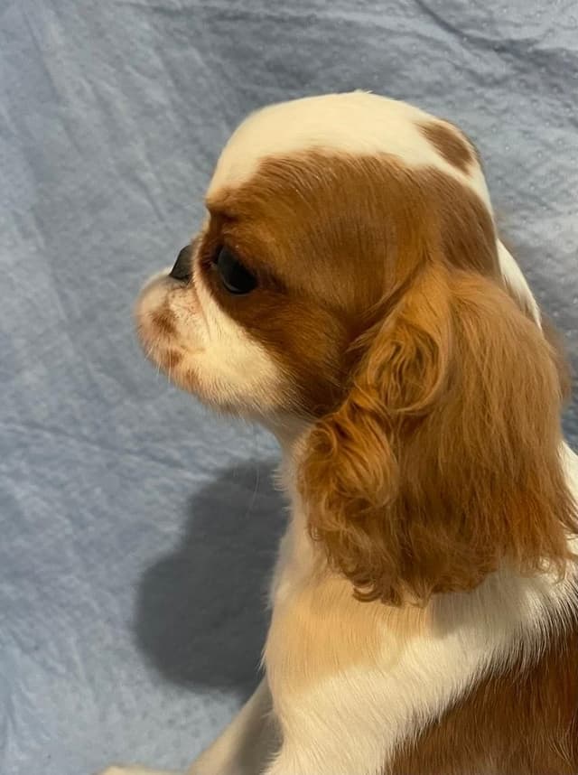 English Toy Spaniel  Blenhiem and Prince Charles  Puppies media 14