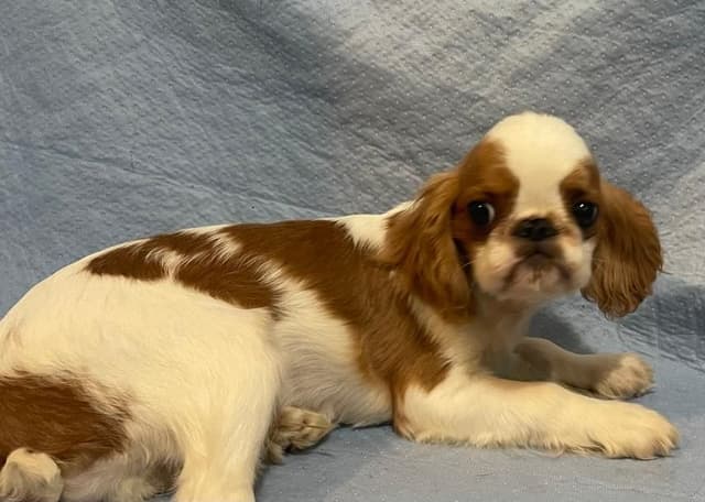 English Toy Spaniel  Blenhiem and Prince Charles  Puppies media 16